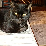 Bookitty joined the competition — help win amazing prizes! animal, bed, black_cat, carpet, cat, closeup, cute, domestic_cat, ears, feline, fur, household, indoor, lying_down, mammal, pet, resting, whiskers, wooden_furniture, yellow_eyes