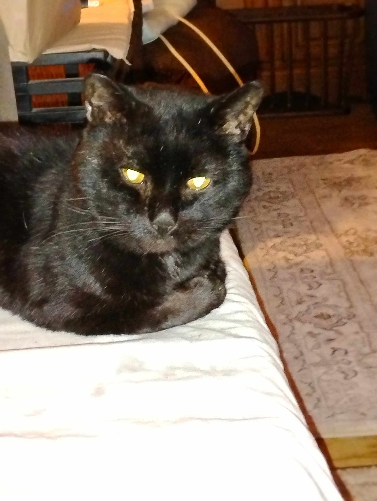 Bookitty joined the competition — help win amazing prizes! animal, bed, black_cat, carpet, cat, closeup, cute, domestic_cat, ears, feline, fur, household, indoor, lying_down, mammal, pet, resting, whiskers, wooden_furniture, yellow_eyes