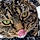 Tabby