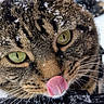 cat, tabby_cat, animal, pet, close_up, portrait, face, eyes, green_eyes, tongue, licking, whiskers, fur, striped_fur, snow, winter, outdoor, reflection, snowflakes, funny_expression