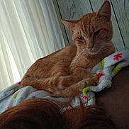 Garfield joined the competition — help win amazing prizes! blanket, cat, close_up, comfort, cozy, curled_up, curtains, ears, feline, fur, hair, indoor, orange_tabby, person_head, pet, relaxation, resting, soft_light, whiskers, wood_paneling
