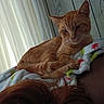 blanket, cat, close_up, comfort, cozy, curled_up, curtains, ears, feline, fur, hair, indoor, orange_tabby, person_head, pet, relaxation, resting, soft_light, whiskers, wood_paneling