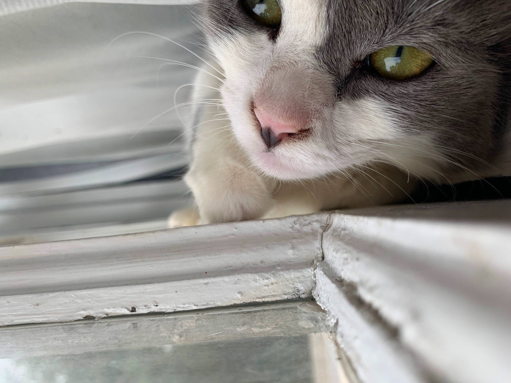 Briebrie is registered to the contest to win money with this photo: carnivore, cat, cat_supply, curious, domestic_short_haired_cat, eye, felidae, fur, paw, pet_supply, small_to_medium_sized_cats, terrestrial_animal, whiskers, wood