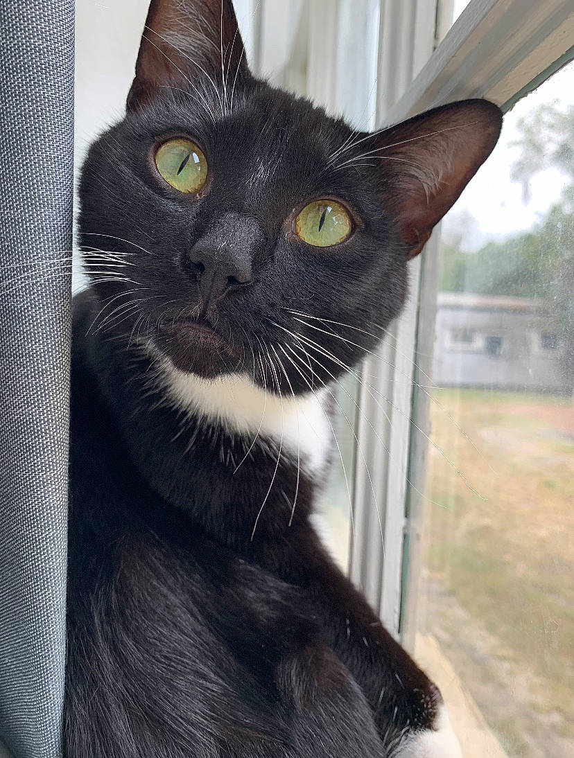 Fin is registered to the contest to win money with this photo: black_cat, bombay, carnivore, cat, cat_furniture, domestic_short_haired_cat, felidae, fur, grey, pet_supply, small_to_medium_sized_cats, snout, tail, terrestrial_animal, tree, whiskers, window