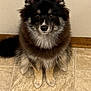 animal, canine, chow, cockerspaniel, collie, dog, eskimodog, flagstone, germanshepherd, hardwood, husky, papillon, path, pet, puppy, slate, snout, tile, walkway, wood