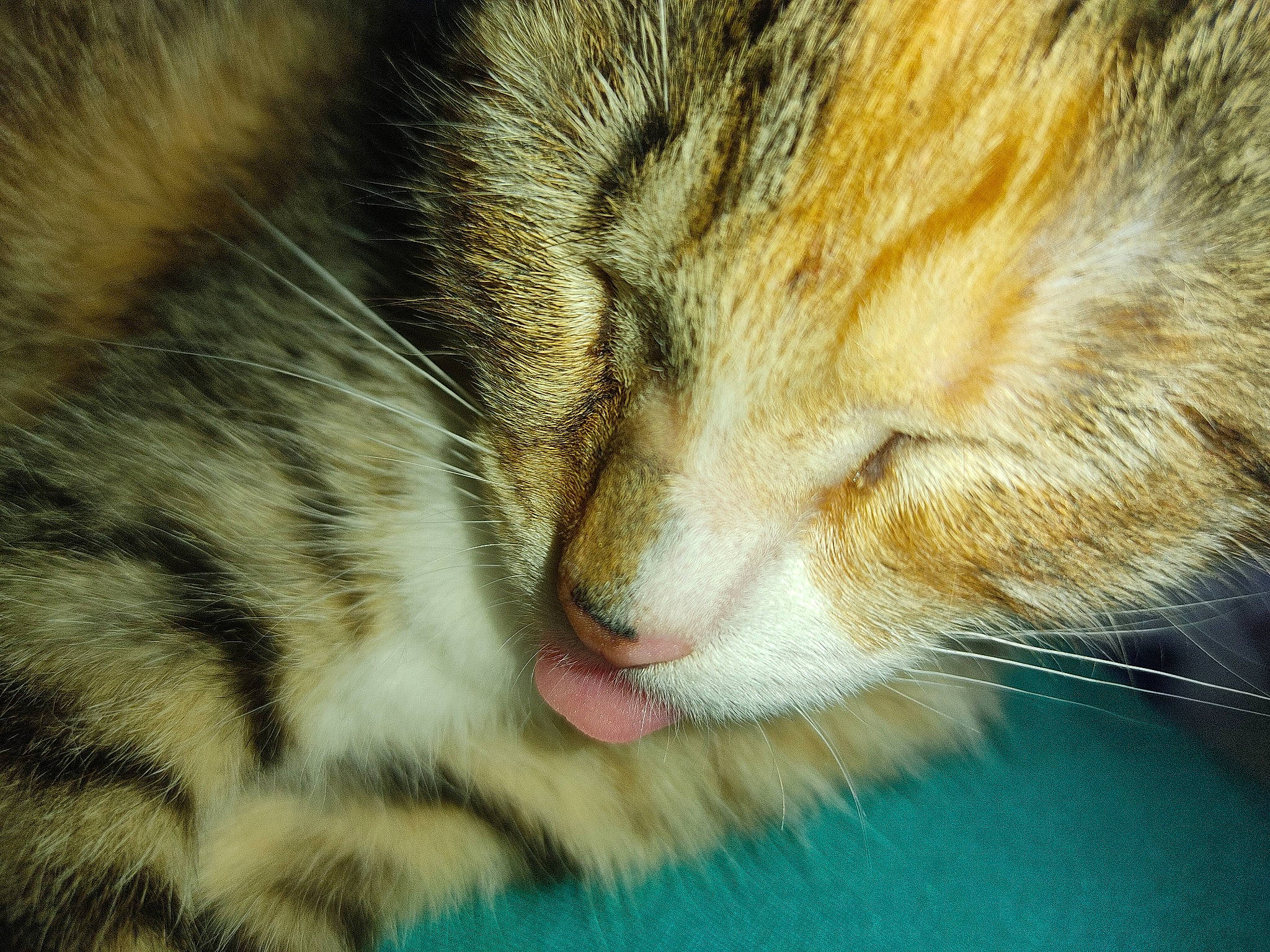 Coquette a rejoint le concours — aidez-le/la à gagner de superbes lots ! carnivore, cat, close_up, domestic_short_haired_cat, felidae, fur, grass, macro_photography, nap, paw, sleep, small_to_medium_sized_cats, snout, terrestrial_animal, whiskers, wildlife