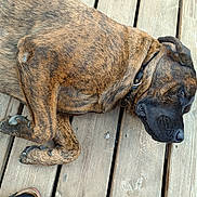 Aqua participe au concours pour gagner de l'argent avec cette photo : animal, black, brindle, brown, canine, closeup, collar, daylight, dog, ears, fur, lying_down, nose, outdoor, paw, pet, relaxed, resting, striped, wooden_deck