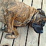 animal, black, brindle, brown, canine, closeup, collar, daylight, dog, ears, fur, lying_down, nose, outdoor, paw, pet, relaxed, resting, striped, wooden_deck