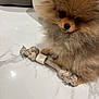 animal, brush, canine, cat, chow, cockerspaniel, device, dog, eskimodog, fox, indoors, interiordesign, kitfox, kitten, papillon, pet, poodle, puppy, tool, wood