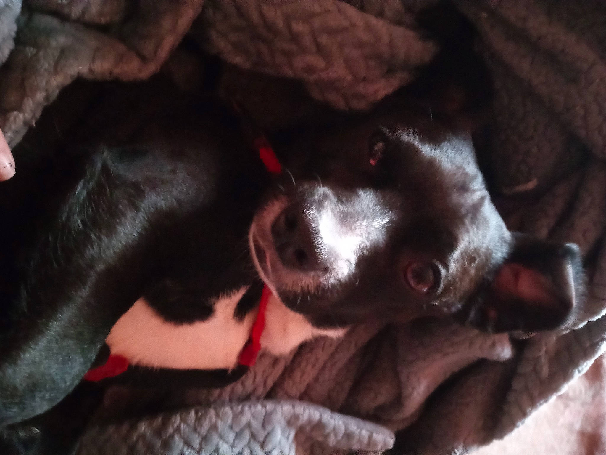 Gator is registered to the contest to win money with this photo: borador, canidae, carnivore, comfort, companion_dog, dog, dog_breed, ear, foot, fur, guard_dog, liver, nap, non_sporting_group, paw, snout, sporting_group, tail, whiskers, working_animal