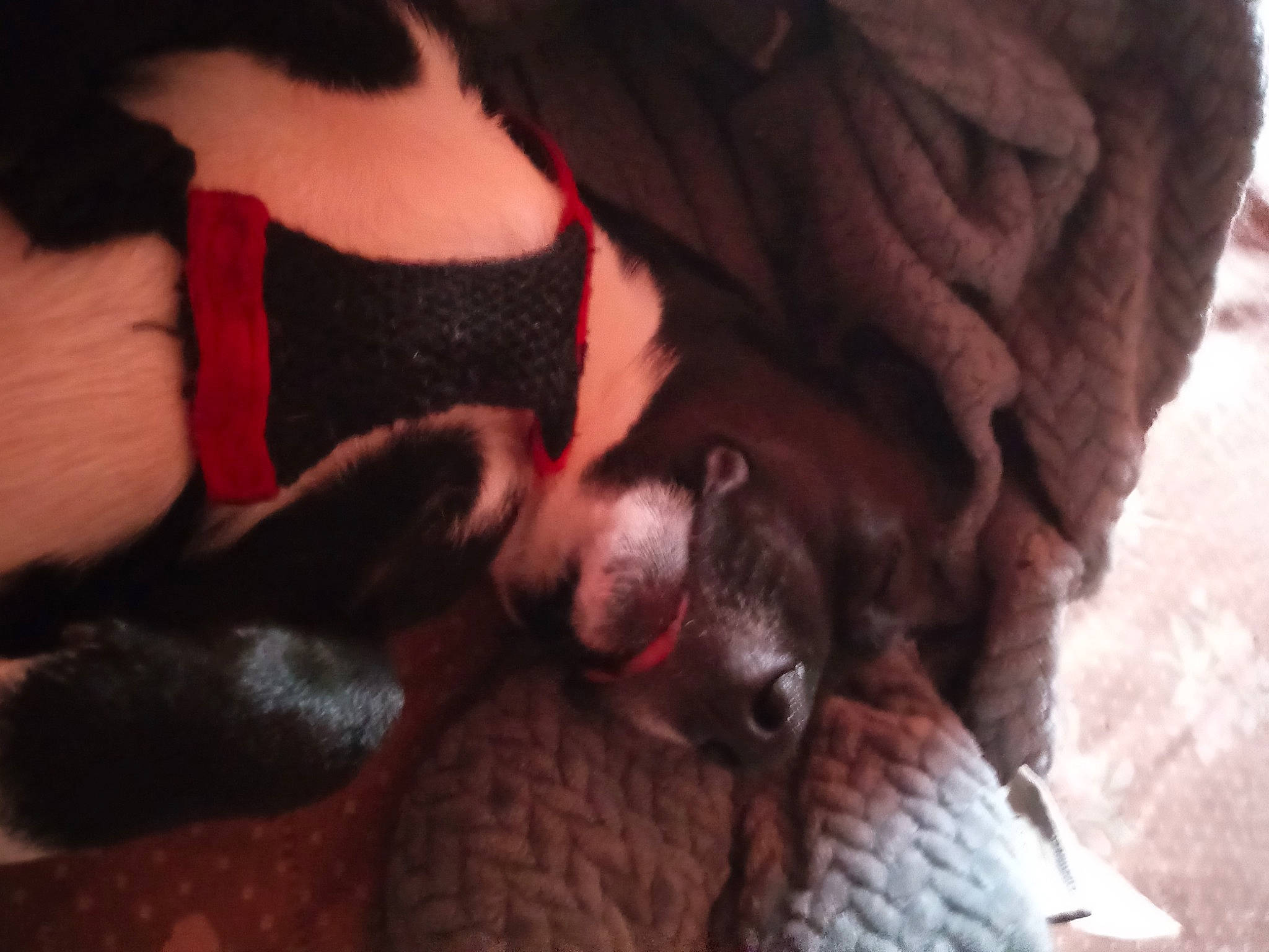 Gator is registered to the contest to win money with this photo: canidae, carmine, claw, comfort, companion_dog, dog_breed, fawn, felidae, fur, gesture, human_leg, liver, nail, paw, small_to_medium_sized_cats, snout, sporting_group, tail, whiskers, working_animal