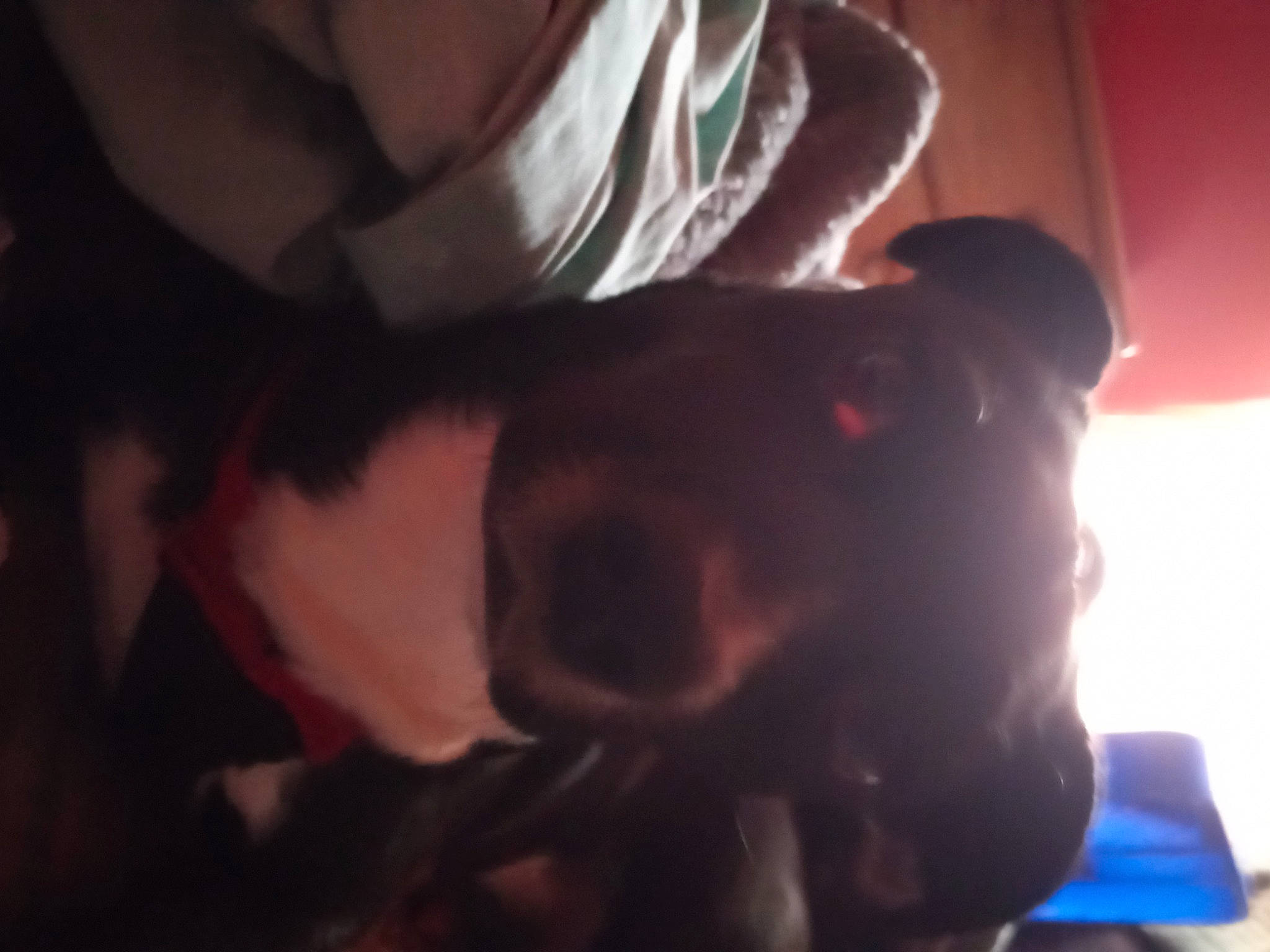 Gator joined the competition — help win amazing prizes! canidae, carnivore, comfort, companion_dog, darkness, dog, dog_breed, ear, elbow, fawn, fun, fur, gesture, guard_dog, jaw, non_sporting_group, sporting_group, tail, whiskers, working_animal