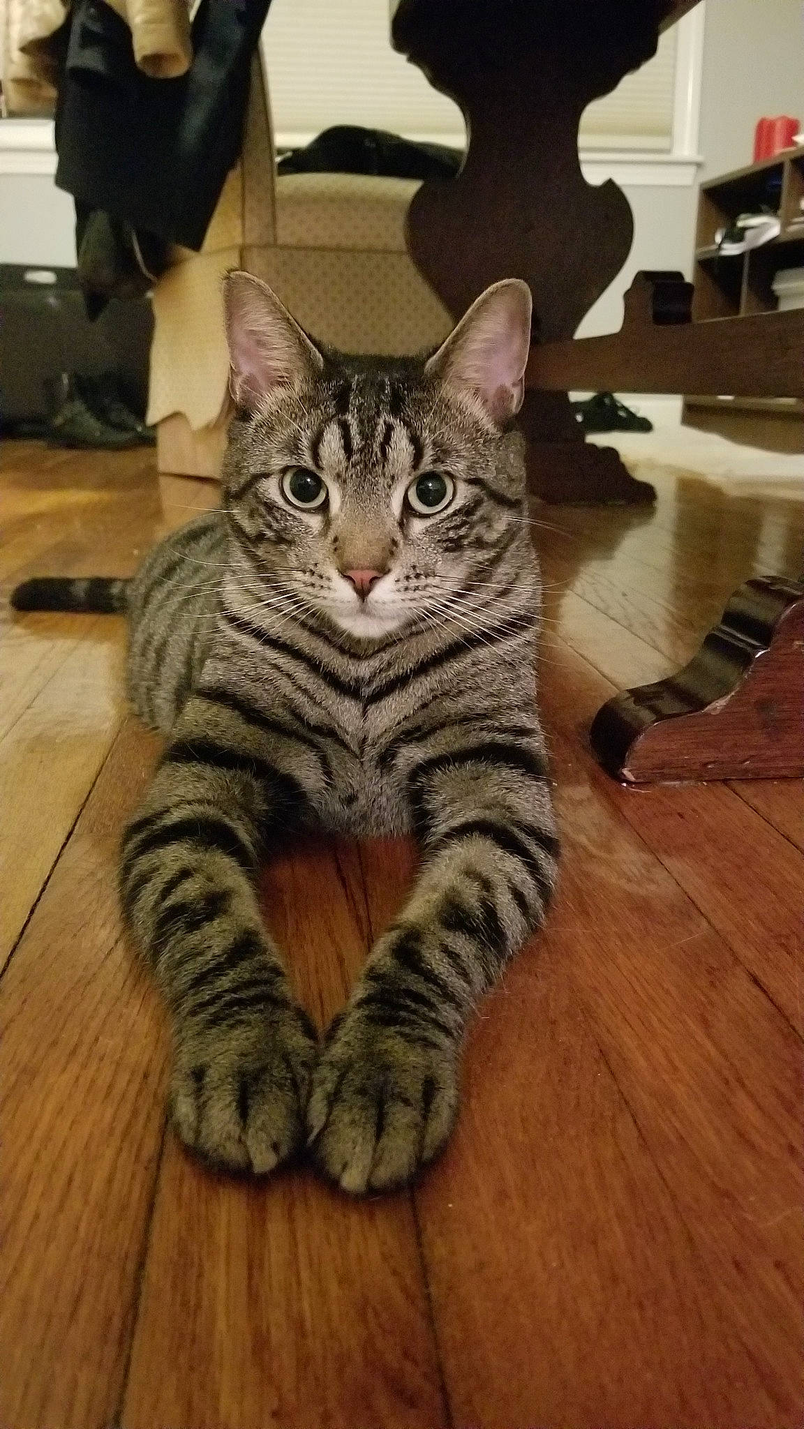 Chewie joined the competition — help win amazing prizes! american_shorthair, asian, bengal, california_spangled, carnivore, cat, domestic_short_haired_cat, dragon_li, egyptian_mau, european_shorthair, felidae, kitten, mammal, ocicat, pixie_bob, small_to_medium_sized_cats, tabby_cat, toyger, vertebrate, whiskers