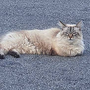 Olaf a rejoint le concours — aidez-le/la à gagner de superbes lots ! animal, asphalt, calm, cat, cute, feline, fluffy, fur, gray, lying_down, mammal, nature, outdoor, pet, quiet, relaxed, resting, street, texture, wildlife