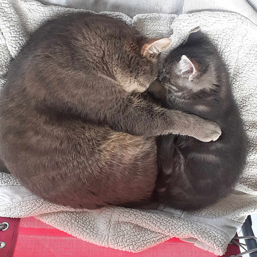 Simbazazu a rejoint le concours — aidez-le/la à gagner de superbes lots ! animal, blanket, cat, cats, chair, companion, cozy, curled_up, cute, domestic_animal, feline, fur, gray_cat, indoor, pet, relaxed, resting, sleeping, snuggling, two_animals