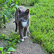 Toes joined the competition — help win amazing prizes! animal, bell, blue_collar, cat, curious, daylight, feline, garden, grass, gray_cat, greenery, mammal, nature, outdoor, path, pet, plants, walking, white_chest, white_paws