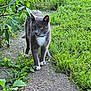 animal, bell, blue_collar, cat, curious, daylight, feline, garden, grass, gray_cat, greenery, mammal, nature, outdoor, path, pet, plants, walking, white_chest, white_paws