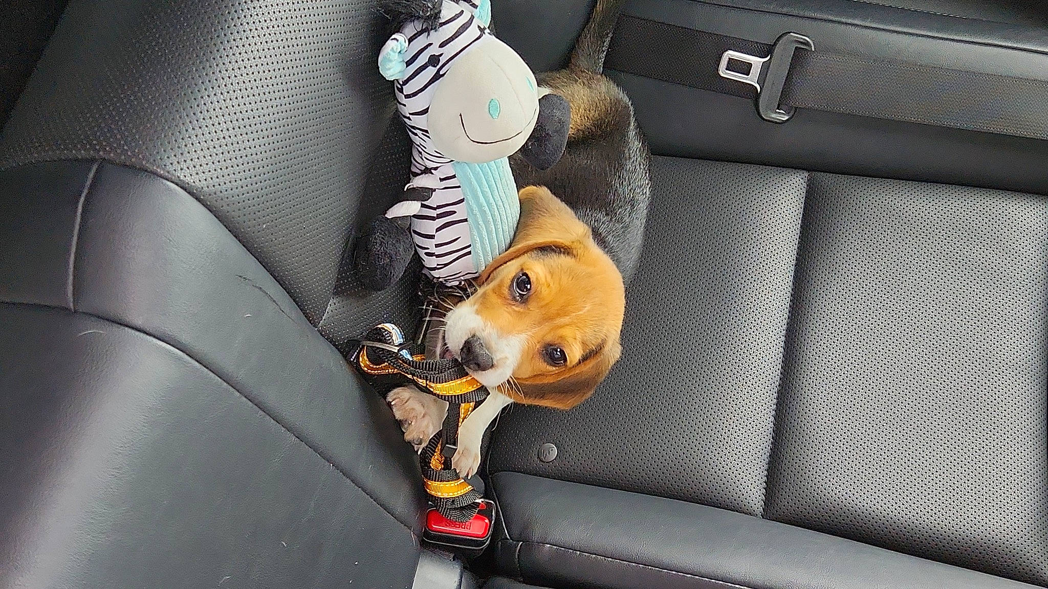Strider is registered to the contest to win money with this photo: auto_part, automotive_design, automotive_exterior, bag, car, car_seat, car_seat_cover, carnivore, comfort, companion_dog, dog, dog_breed, family_car, fawn, motor_vehicle, seat_belt, stuffed_toy, toy, vehicle, vehicle_door