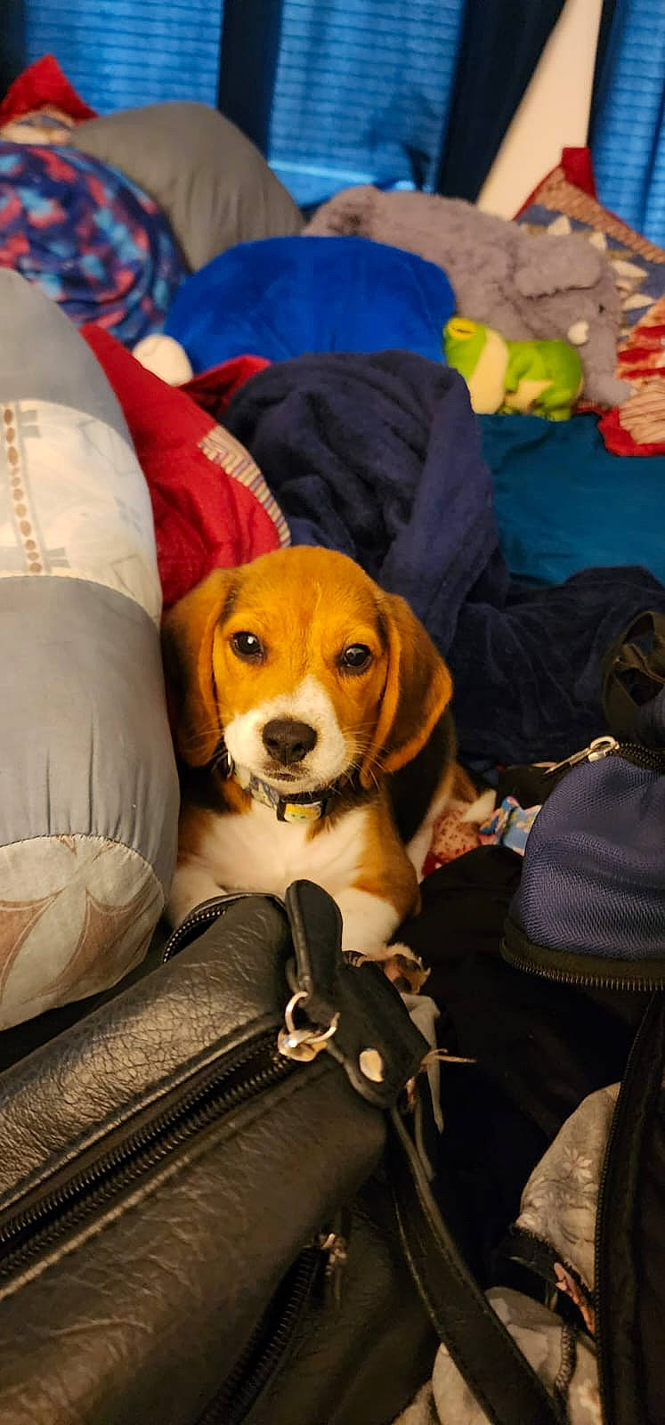 Strider joined the competition — help win amazing prizes! canidae, carnivore, chair, collar, comfort, companion_dog, dog, dog_breed, dog_collar, dog_supply, fawn, fur, goggles, hound, scent_hound, sitting, sporting_group, sunglasses, whiskers, working_terrier