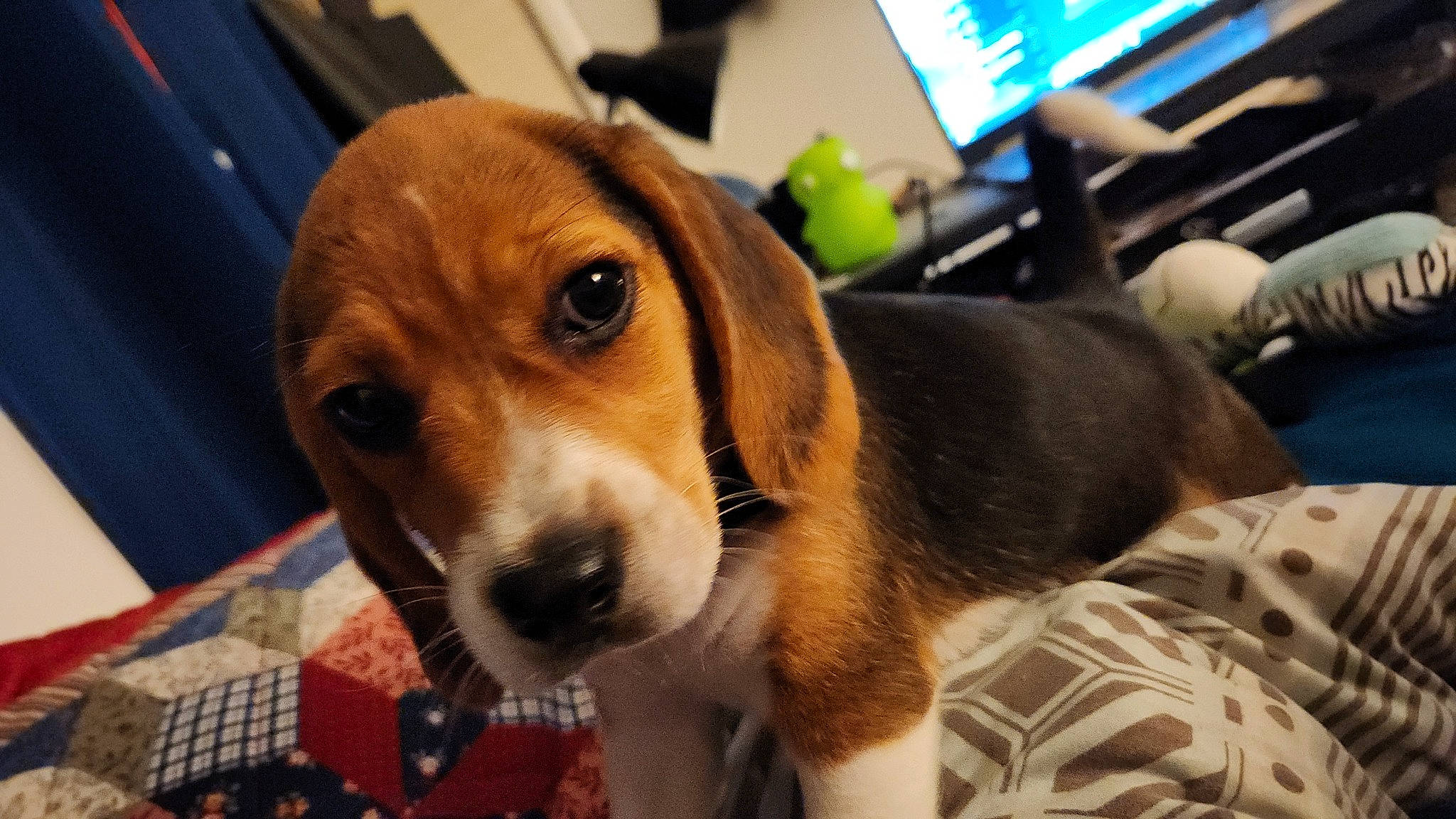 Strider is registered to the contest to win money with this photo: beagle, beagle_harrier, carnivore, companion_dog, computer, computer_keyboard, computer_monitor, dog, dog_breed, fur, hound, input_device, peripheral, personal_computer, scent_hound, snout, sporting_group, terrestrial_animal, whiskers, working_animal