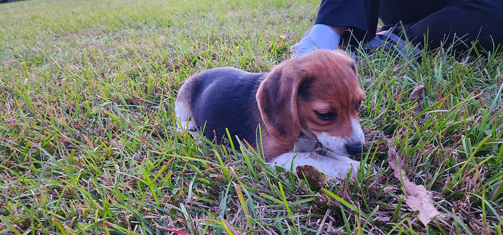 Strider is registered to the contest to win money with this photo: beagle_harrier, canidae, carnivore, companion_dog, dog, dog_breed, fawn, grass, grassland, groundcover, hound, hunting_dog, people_in_nature, plant, scent_hound, snout, sporting_group, terrestrial_animal