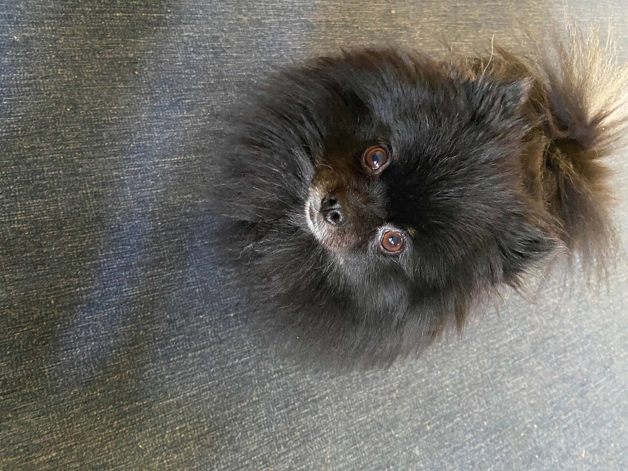 Armani joined the competition — help win amazing prizes! ball, canidae, carnivore, dog_breed, fur, grey, liver, paw, snout, tail, terrestrial_animal, whiskers, working_animal