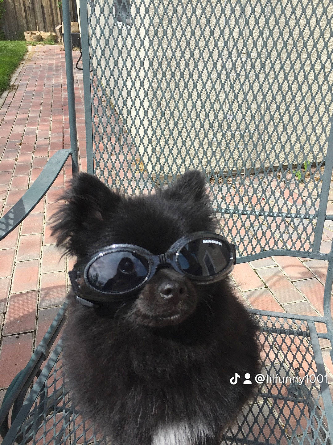 Armani is registered to the contest to win money with this photo: carnivore, collar, companion_dog, dog_breed, dog_collar, eyewear, fawn, felidae, fence, mesh, pet_supply, plant, small_to_medium_sized_cats, snapshot, snout, tail, terrestrial_animal, vision_care, whiskers, working_animal