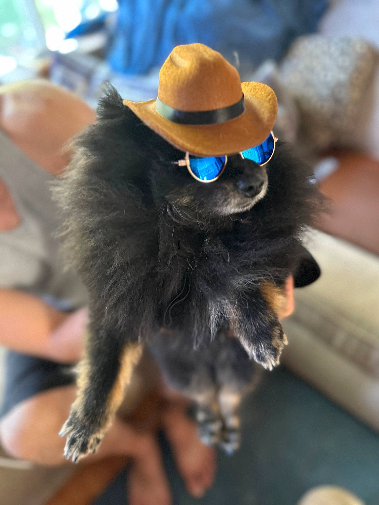Armani joined the competition — help win amazing prizes! canidae, cap, carnivore, collar, companion_dog, costume_hat, dog, dog_breed, dog_collar, dress, event, fashion_accessory, fawn, feather, fedora, fur, hat, sun_hat, sunglasses, working_animal