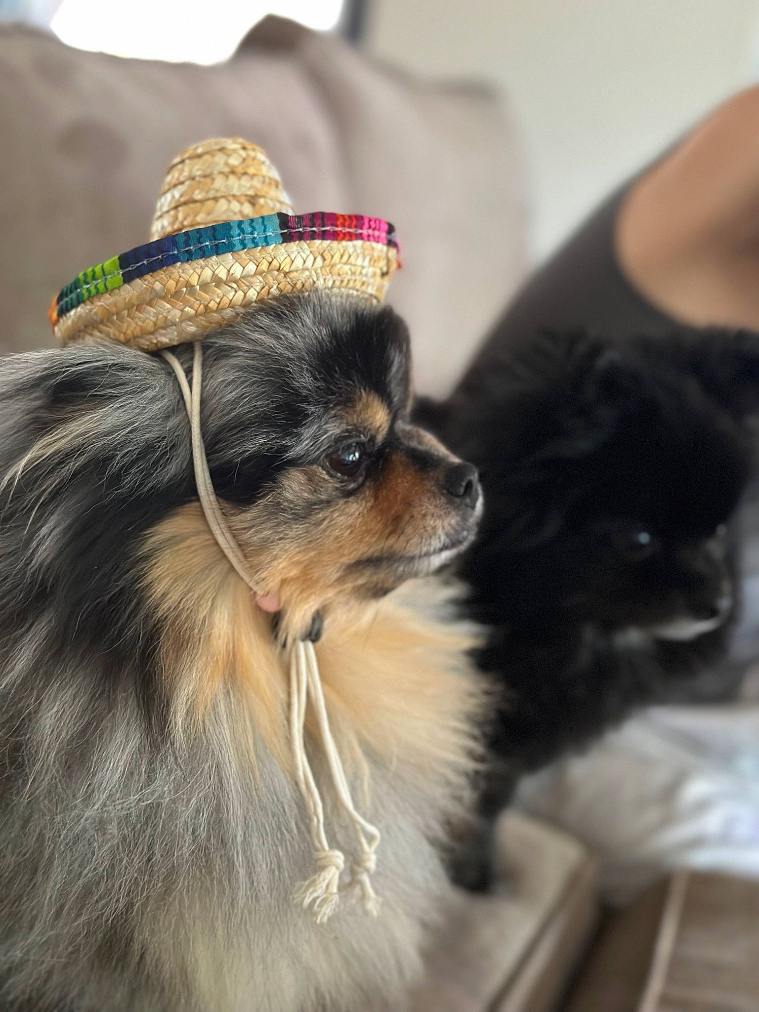 Zeus joined the competition — help win amazing prizes! canidae, carnivore, collar, companion_dog, dog, dog_breed, dog_collar, dog_supply, fashion_accessory, fawn, fur, hat, puppy, snout, sporting_group, toy_dog, whiskers, working_animal, working_dog