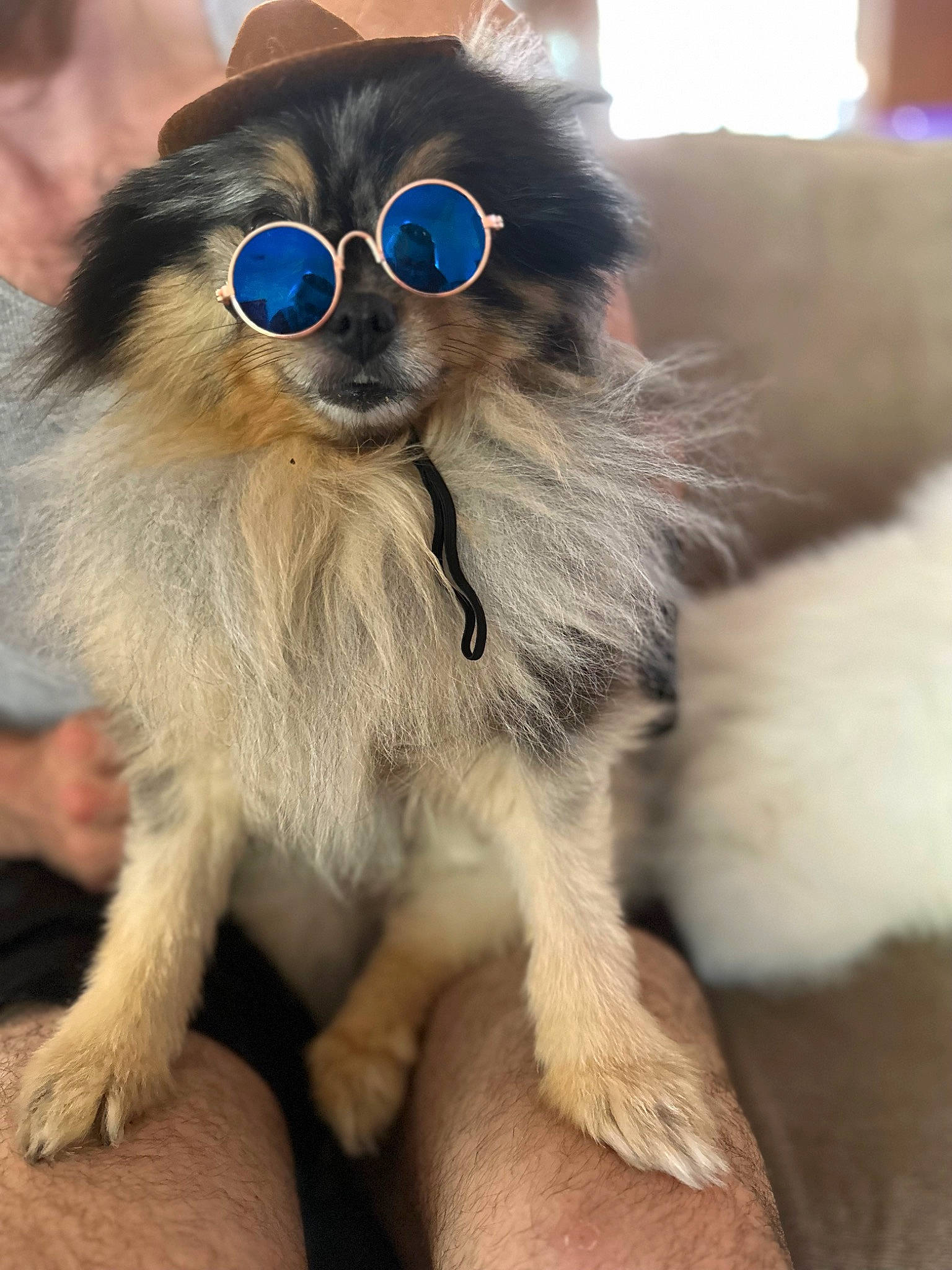 Zeus is registered to the contest to win money with this photo: canidae, carnivore, claw, collar, companion_dog, dog, dog_breed, dog_supply, electric_blue, eyewear, fashion_accessory, fawn, fur, hat, paw, snout, tail, terrestrial_animal, whiskers, wildlife