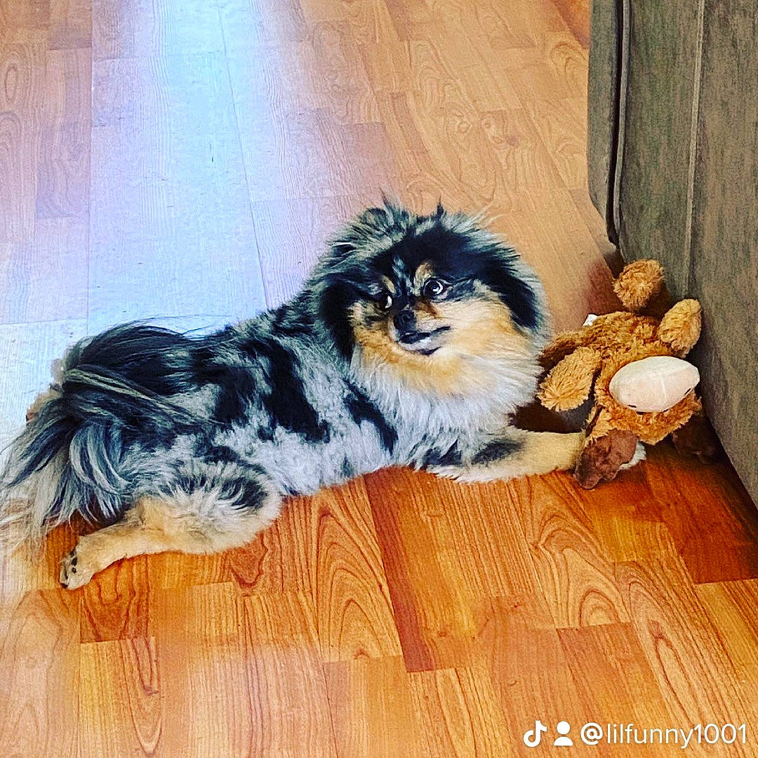 Zeus joined the competition — help win amazing prizes! art, canidae, carnivore, companion_dog, dog_breed, door, fawn, felidae, floor, flooring, fur, hardwood, laminate_flooring, small_to_medium_sized_cats, tail, terrestrial_animal, whiskers, wood, wood_flooring, wood_stain