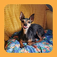 Lola participe au concours pour gagner de l'argent avec cette photo : dog, small_dog, tongue_out, ears, pet, animal, floral_blanket, blue_blanket, yellow_background, cozy, indoor, cute, playful, resting, fur, portrait, canine, companion, domestic_animal, relaxed