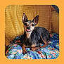 dog, small_dog, tongue_out, ears, pet, animal, floral_blanket, blue_blanket, yellow_background, cozy, indoor, cute, playful, resting, fur, portrait, canine, companion, domestic_animal, relaxed
