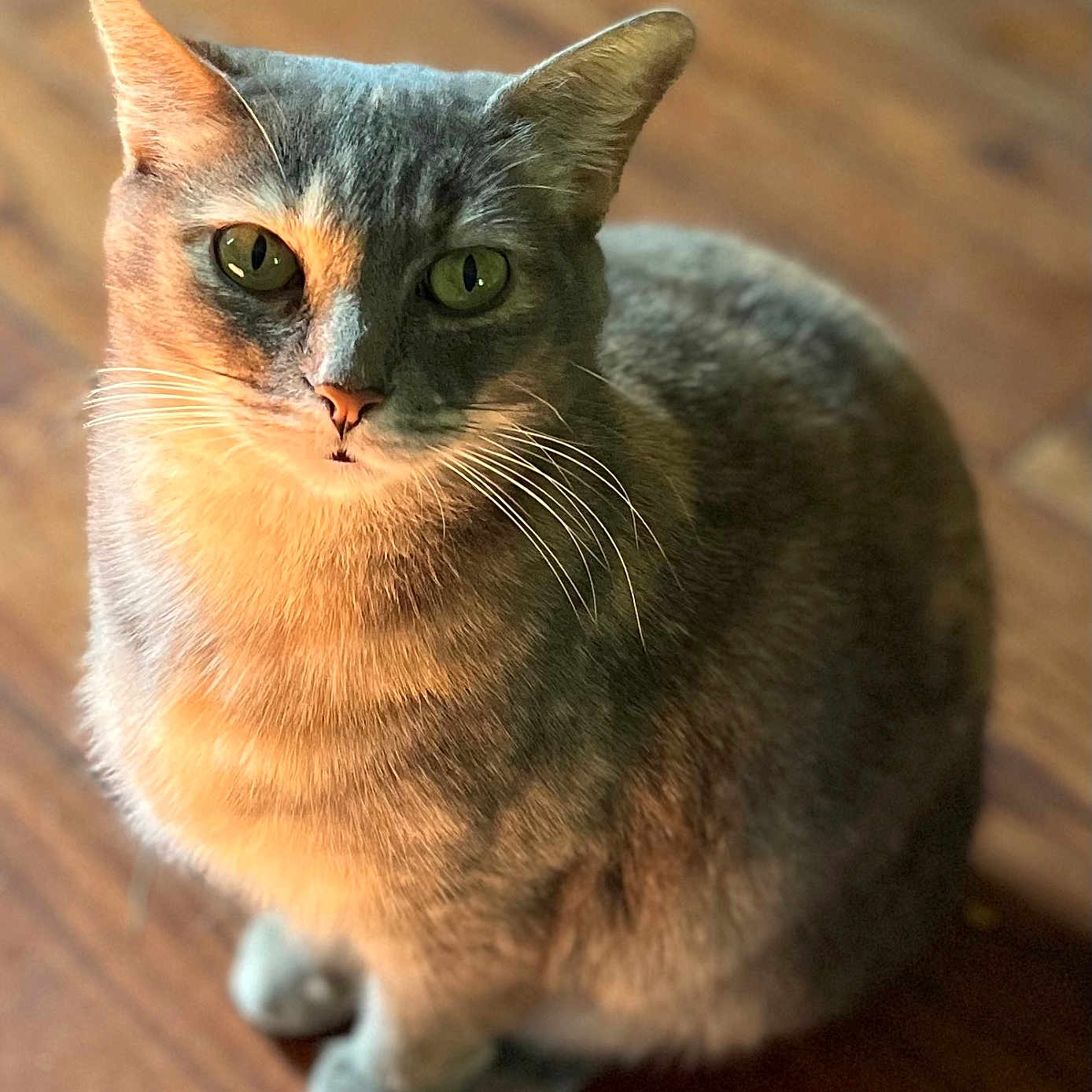 Rosie joined the competition — help win amazing prizes! abyssinian, animal, cat, hardwood, kitten, manx, pet, wood
