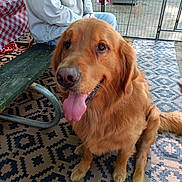 Dexter joined the competition — help win amazing prizes! dog, golden_retriever, pet, animal, tongue_out, happy, sitting, indoor, rug, patterned_rug, bench, person, jacket, fence, decoration, floor, paw, tail, portrait, closeup