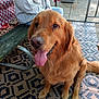 dog, golden_retriever, pet, animal, tongue_out, happy, sitting, indoor, rug, patterned_rug, bench, person, jacket, fence, decoration, floor, paw, tail, portrait, closeup