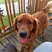 Brodie is registered to the contest to win money with this photo: dog, golden_retriever, pet, animal, outdoor, porch, wooden_deck, railing, tongue_out, happy, canine, furry, close_up, daylight, grass, neighborhood, wicker_chair, tail, friendly, house
