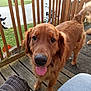 dog, golden_retriever, pet, animal, outdoor, porch, wooden_deck, railing, tongue_out, happy, canine, furry, close_up, daylight, grass, neighborhood, wicker_chair, tail, friendly, house