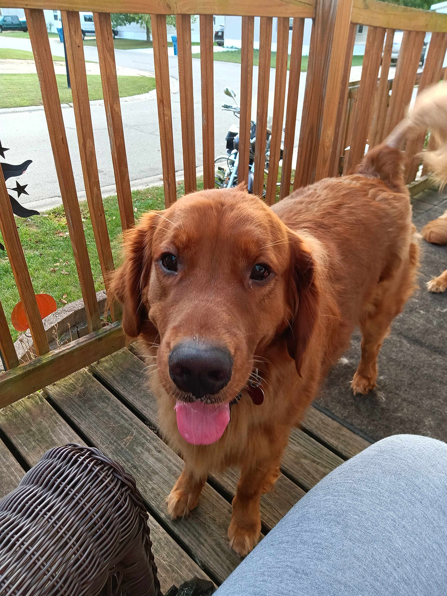 Brodie is registered to the contest to win money with this photo: dog, golden_retriever, pet, animal, outdoor, porch, wooden_deck, railing, tongue_out, happy, canine, furry, close_up, daylight, grass, neighborhood, wicker_chair, tail, friendly, house