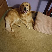 Bentley is registered to the contest to win money with this photo: dog, golden_retriever, carpet, cushion, indoor, smiling, pet, floor, wall, door, fur, animal, canine, happy, resting, mammal, cozy, home, relaxed, light