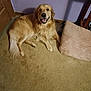 dog, golden_retriever, carpet, cushion, indoor, smiling, pet, floor, wall, door, fur, animal, canine, happy, resting, mammal, cozy, home, relaxed, light