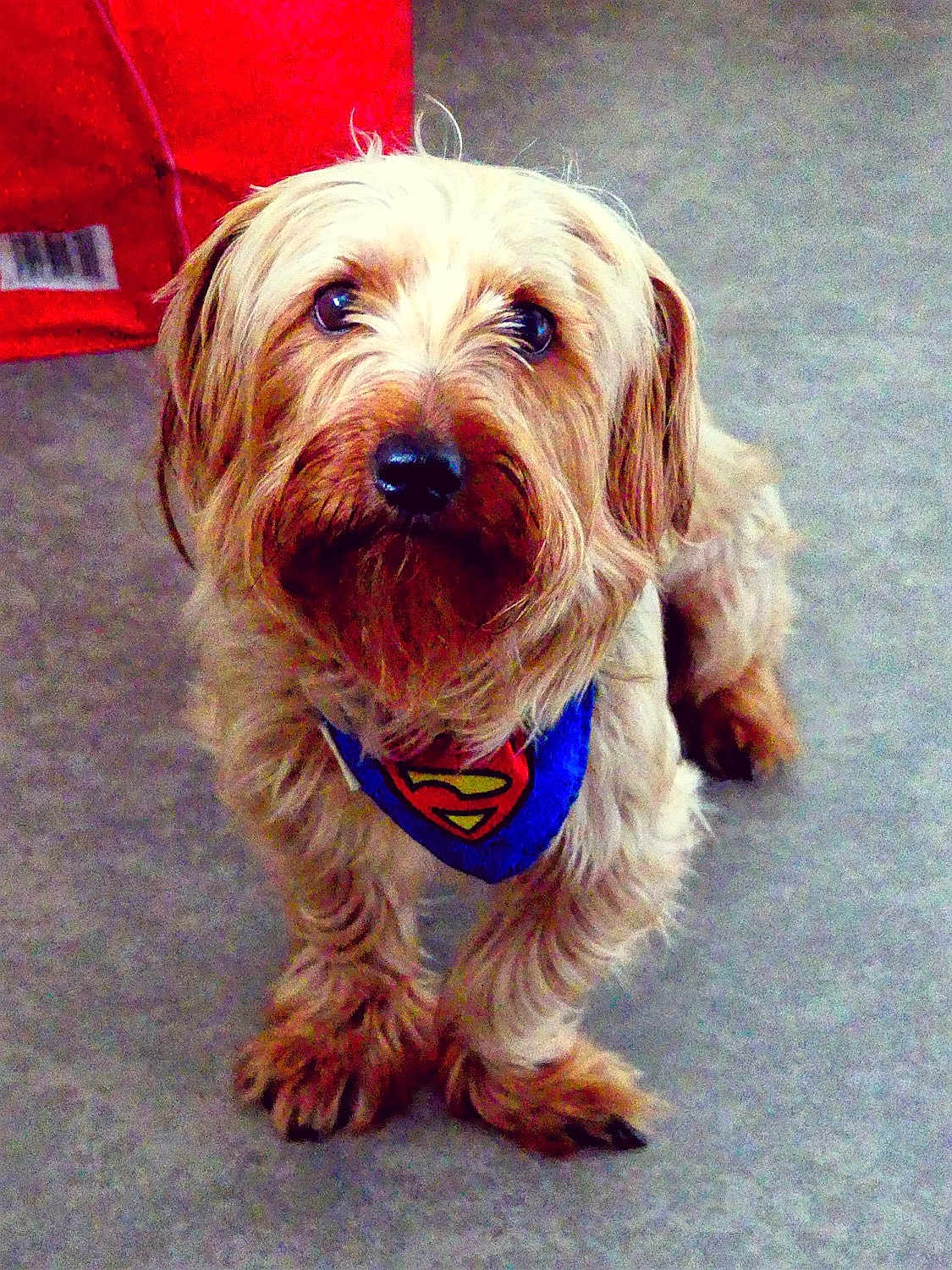 Loulou a rejoint le concours — aidez-le/la à gagner de superbes lots ! dog, superman, bandana, pet, canine, fur, cute, indoor, looking_up, small_dog, friendly, animal, portrait, floor, red_object, adorable, fluffy, domestic_animal, companion, alert