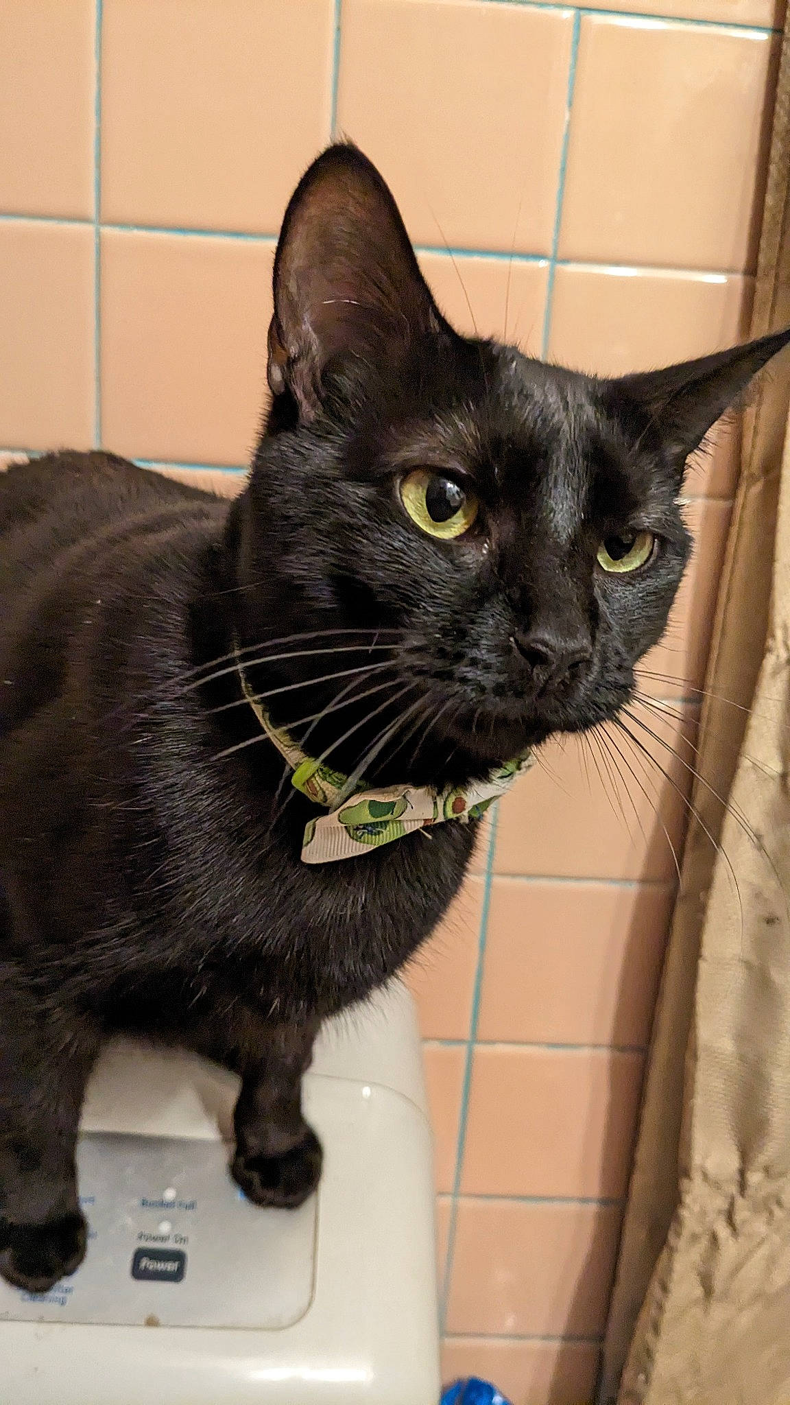 Bandito is registered to the contest to win money with this photo: black_cat, bombay, carnivore, cat, cat_supply, claw, collar, comfort, domestic_short_haired_cat, felidae, fur, havana_brown, pet_supply, plant, small_to_medium_sized_cats, snout, tail, terrestrial_animal, whiskers