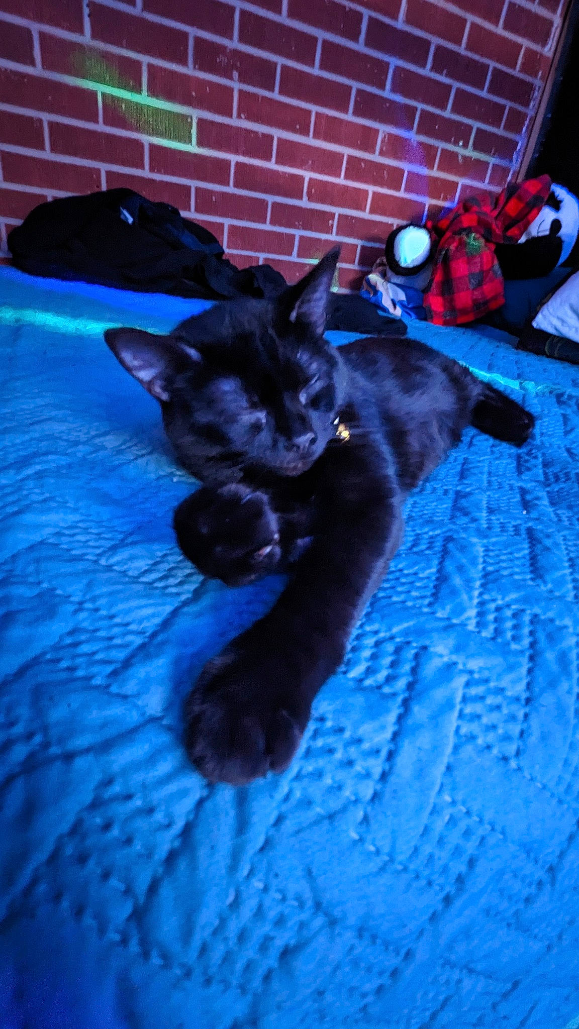 Burrito is registered to the contest to win money with this photo: black_cat, blue, bombay, carmine, carnivore, cat, cat_supply, comfort, dog_breed, domestic_short_haired_cat, electric_blue, felidae, flooring, fur, shadow, small_to_medium_sized_cats, snout, tail, whiskers