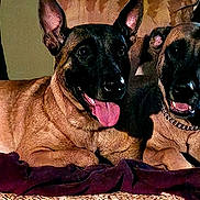 Peggy Violet joined the competition — help win amazing prizes! animal, blanket, boxer, bulldog, canine, couch, cushion, dog, face, frenchbulldog, germanshepherd, greatdane, head, homedecor, hound, person, pet, policedog, puppy, snout