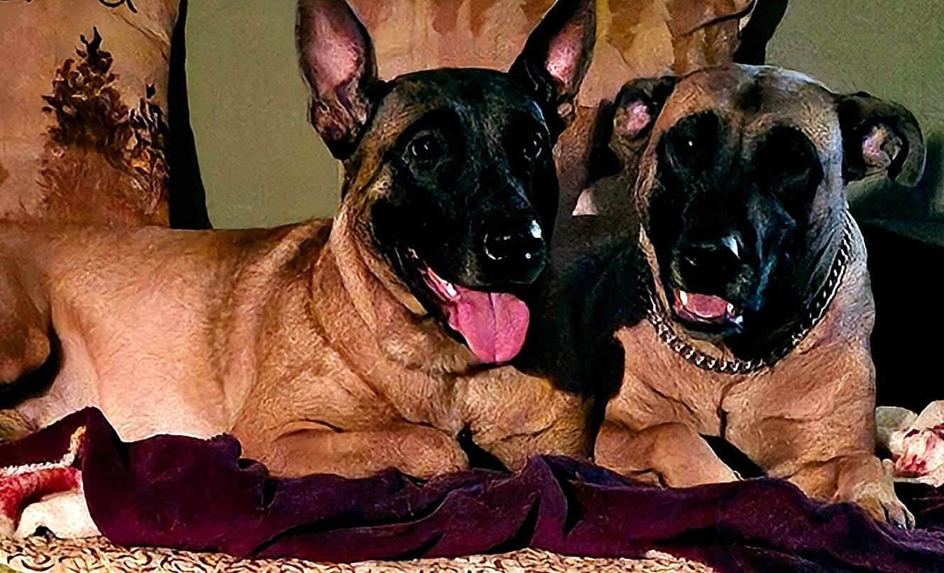 Peggy Violet joined the competition — help win amazing prizes! animal, blanket, boxer, bulldog, canine, couch, cushion, dog, face, frenchbulldog, germanshepherd, greatdane, head, homedecor, hound, person, pet, policedog, puppy, snout