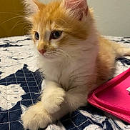 Harry is registered to the contest to win money with this photo: animal, bed, cat, closeup, cute, fluffy, fur, indoor, kitten, orange_cat, pattern, paws, pet, pink_object, quilt, relaxing, soft_light, whiskers, white_cat, young_cat