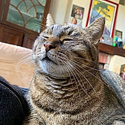 Mr Pipi a rejoint le concours — aidez-le/la à gagner de superbes lots ! cat, tabby_cat, pet, feline, whiskers, indoor, relaxed, cozy, fur, closeup, animal, mammal, paw, home, living_room, furniture, decor, portrait, resting, cute