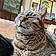 Mr Pipi