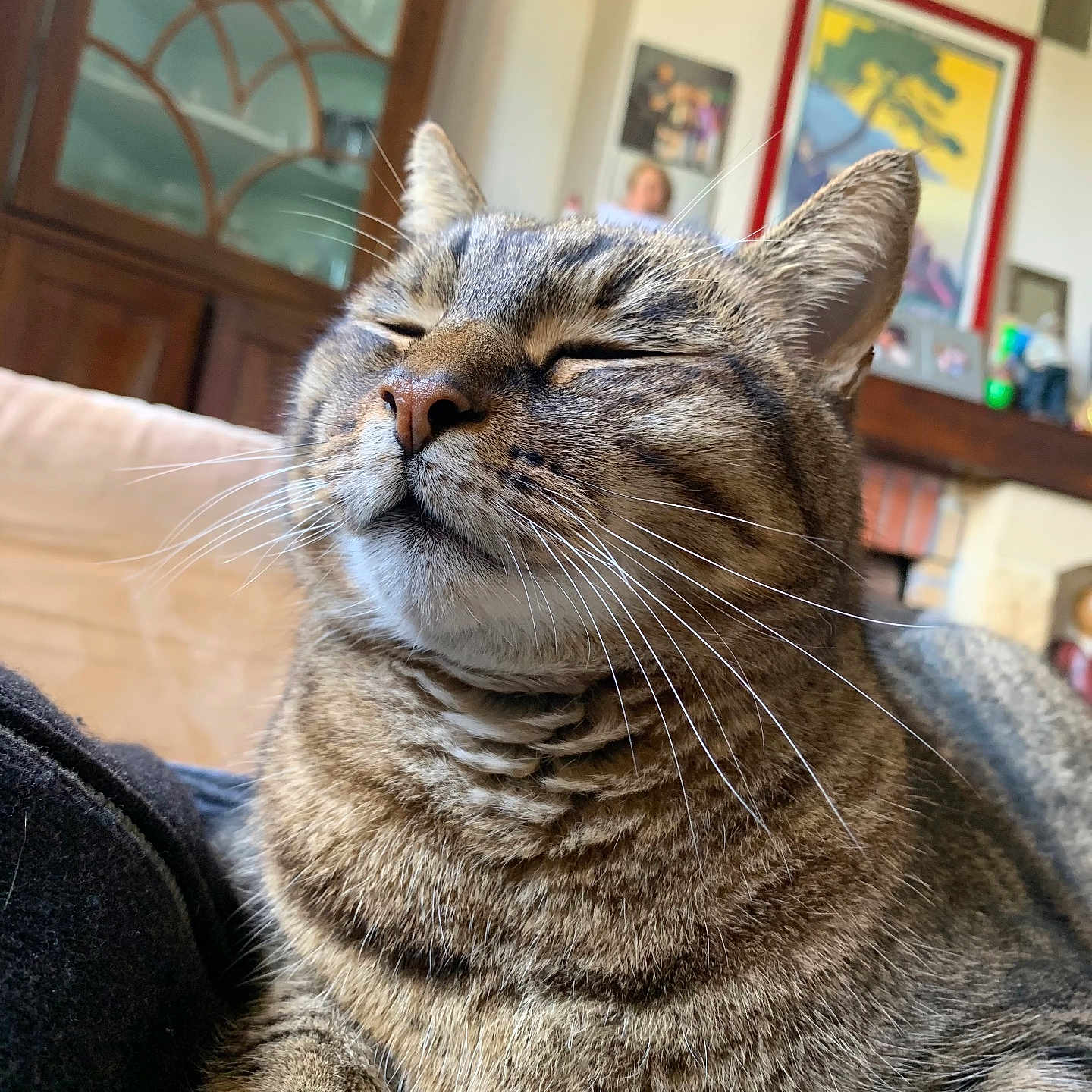 Mr Pipi a rejoint le concours — aidez-le/la à gagner de superbes lots ! animal, cat, closeup, cozy, cute, decor, feline, fur, furniture, home, indoor, living_room, mammal, paw, pet, portrait, relaxed, resting, tabby_cat, whiskers